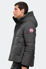 Canada goose